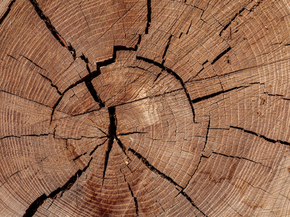Wood | Древесина