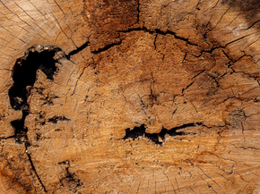 Wood | Древесина
