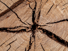 Wood | Древесина