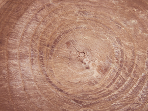 Wood | Древесина
