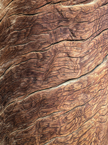 Wood | Древесина