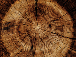 Wood | Древесина