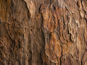 Wood | Древесина