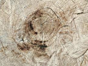Wood | Древесина