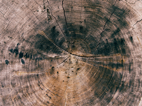 Wood | Древесина