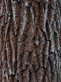 Wood | Древесина