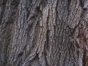 Wood | Древесина