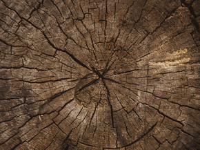 Wood | Древесина