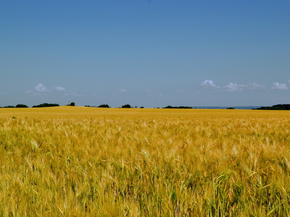 Field | Поле