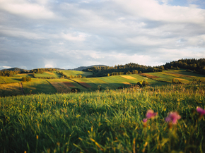 Field | Поле