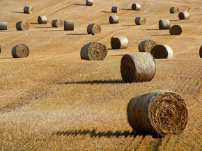 Field | Поле