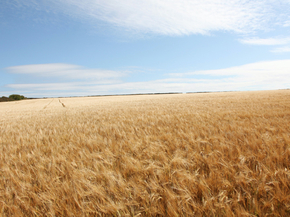 Field | Поле