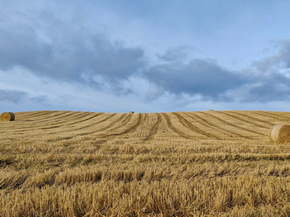 Field | Поле