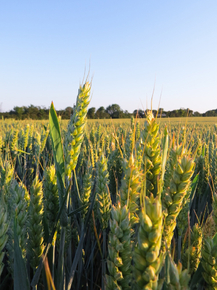 Field | Поле