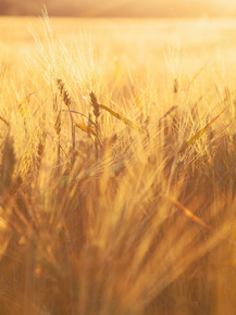 Field | Поле