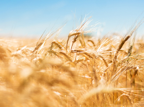 Field | Поле