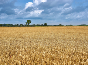 Field | Поле
