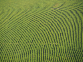 Field | Поле