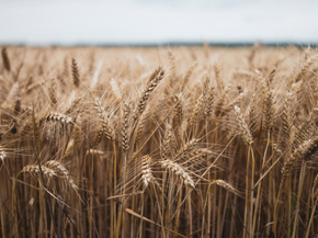Field | Поле