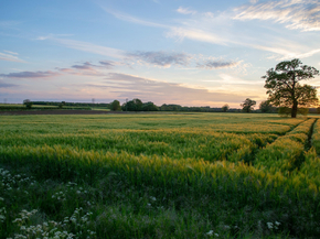 Field | Поле