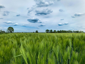 Field | Поле