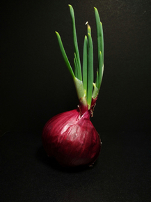 Лук