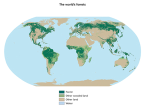 The World's Forest | Мировые леса