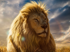 Lion King | Король Лев