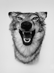 Yelawolf