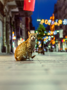 Cat | Кот