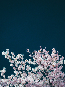 Sakura | Сакура