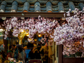 Sakura | Сакура