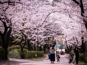Sakura | Сакура