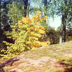 Лес в Финляндии