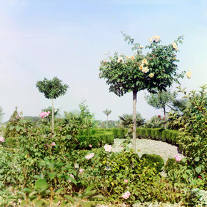 Роза Gustav Grunewald. Чайная, гибридная
