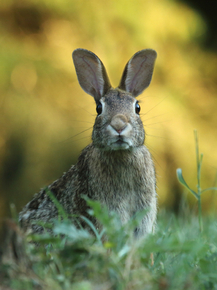 Заяц