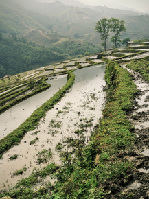 Рисовые поля