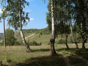 Лес