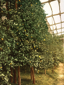 A lemon tree, Limone, Lake Garda, Italy