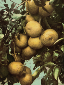 Grape fruit