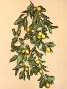 A branch of lemons, Limone, Lake Garda, Italy