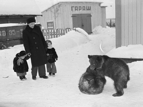 Медвежата