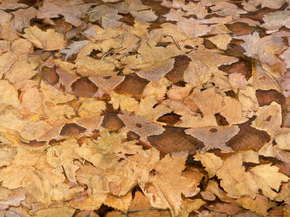 Abbott Handerson Thayer - Copperhead Snake on Dead Leaves | Эббот Хэндерсон Тейер