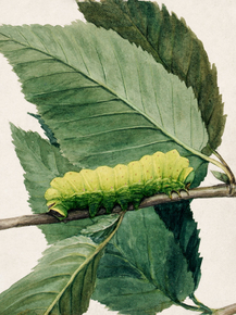 Abbott Handerson Thayer - Lunar Caterpillar | Эббот Хэндерсон Тейер