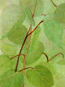 Abbott Handerson Thayer - Sphinx Caterpillar | Эббот Хэндерсон Тейер Abbott Handerson Thayer - Sphinx Caterpillar | Эббот Хэндерсон Тейер