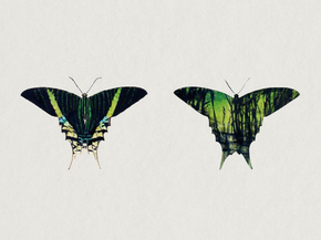 Abbott Handerson Thayer - Urania Moth | Эббот Хэндерсон Тейер