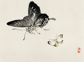 Байрэй, Коно - Butterflies