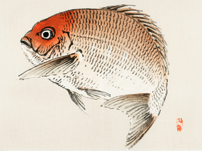 Байрэй, Коно - Tai fish