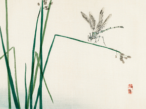 Байрэй, Коно - Dragonfly on Bulrush leaf