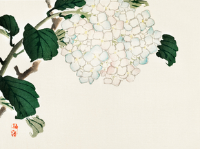 Байрэй, Коно - Hydrangea